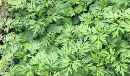 艾叶视频,探寻传统艾草的神奇功效与养生之道